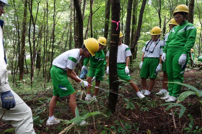 中学生は広葉樹を伐採