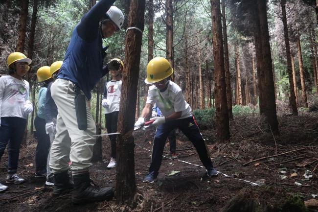 林業体験ではスギ・ヒノキの針葉樹を伐採