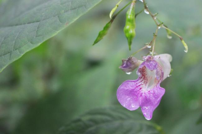 「ハガクレツリフネソウ」が満開！紫色の小さな花が可愛かったです♪