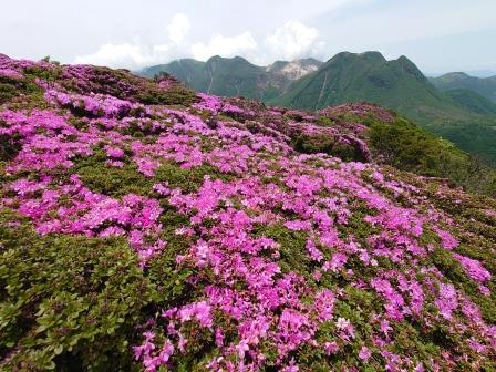 三俣山等の山々をバックに咲き誇るミヤマキリシマ
