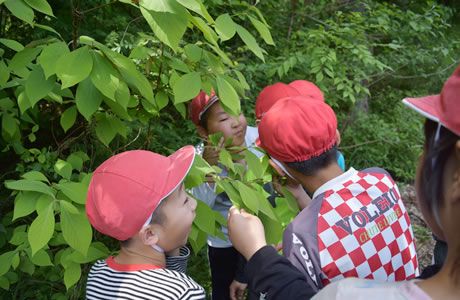 くじゅう九電の森　環境教育