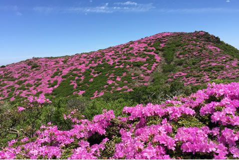 ミヤマキリシマ植生保護活動