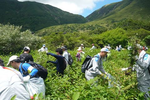 外来種駆除活動