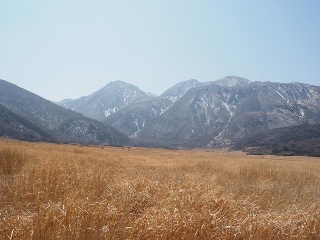 野焼き前の黄金色の湿原✨山肌には雪( *´艸`)