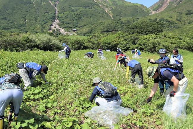 大群落も地道に駆除作業