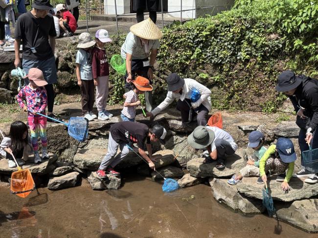 地域のカスミサンショウウオの幼生を観察しています