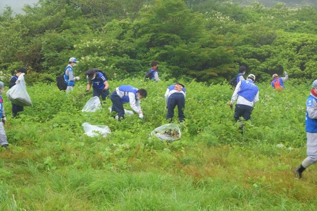 大群落のエリアでも地道な抜き取り作業が続きます！