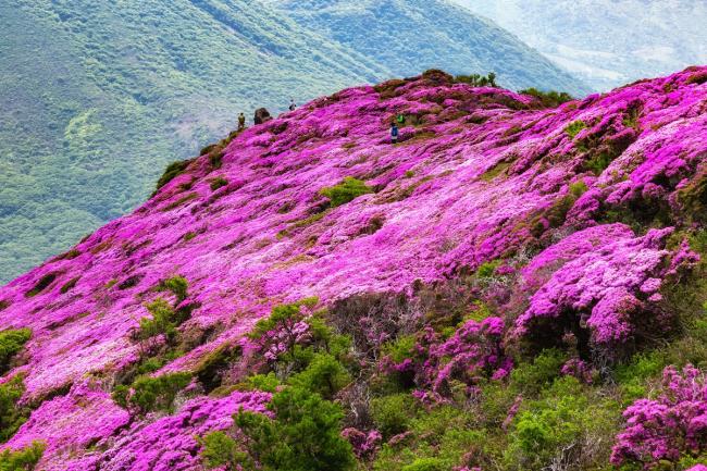 ３年前に伐採した本峰も花の量が増えてました。