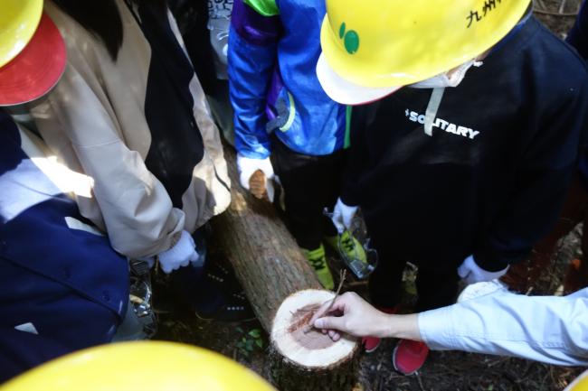 切り株も見てみよう♪この木は何歳かな？