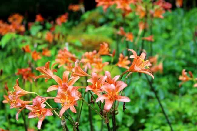 緑の中にオレンジ色の花がよく映えます