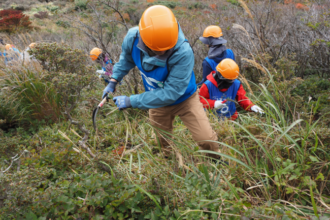 枝切りバサミや鎌を使いながら作業（芽かき作業）を進めていきます