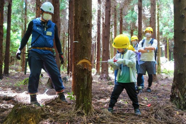 間伐の様子！ノコギリの扱いも少しずつ上手になりました！