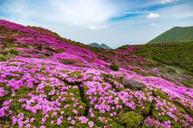 ５分咲きほどの株もありますがほとんどの株が満開！