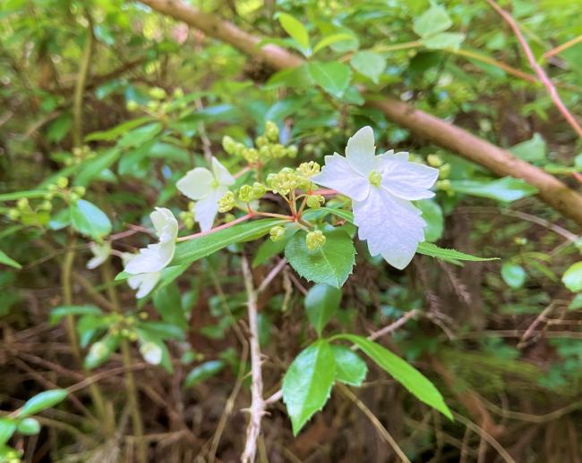 アジサイの仲間『コガクウツギ』。特徴的な白い部分は花びらではなく、‟がく”です！