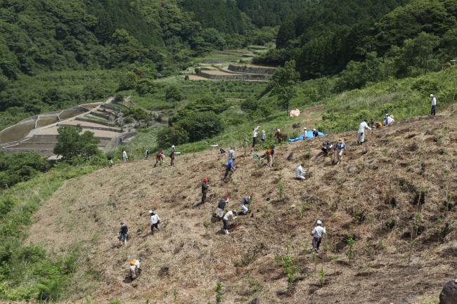 植林の様子