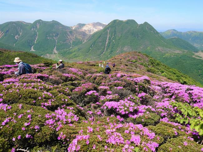 三俣山等の山々をバックに咲き誇るミヤマキリシマ