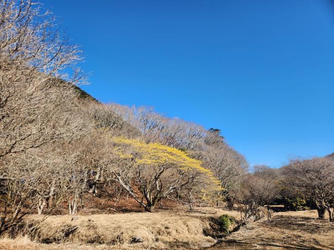湿原へむかう道に咲くまんさくの花
