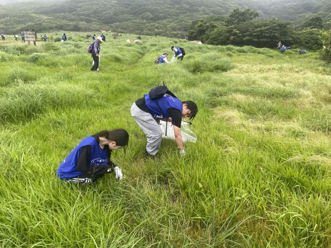 ヒメジョオンの花だけではなく、つぼみも探して摘み取ります