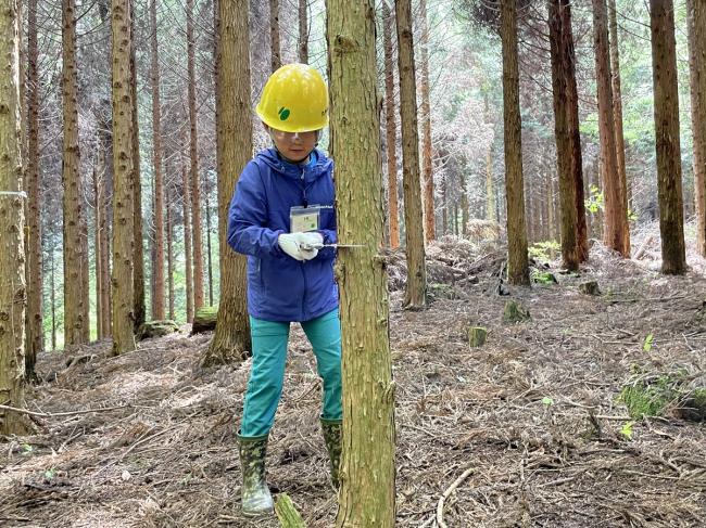 【間伐体験】ノコギリを使って木を伐り倒す間伐に挑戦！（無料）