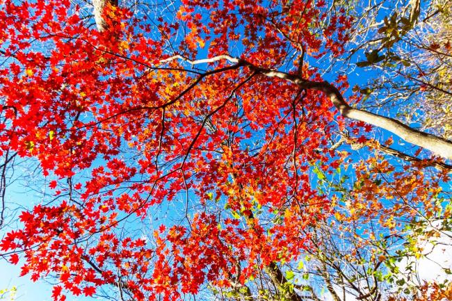紅葉が待ってくれてます