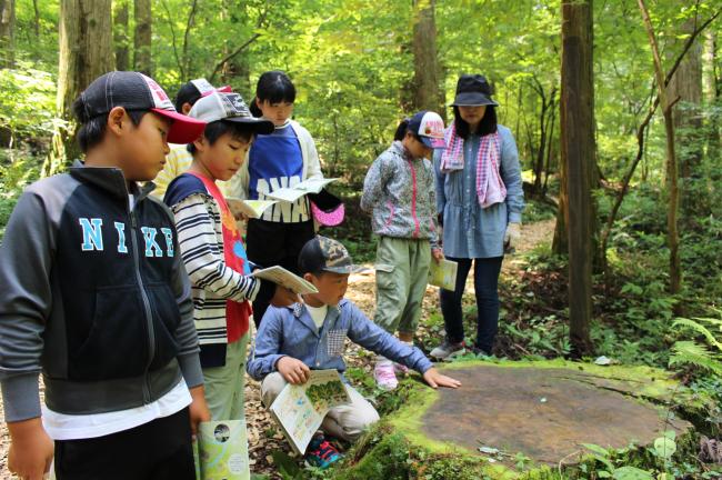 大きな切り株！何歳だったのかなぁ？