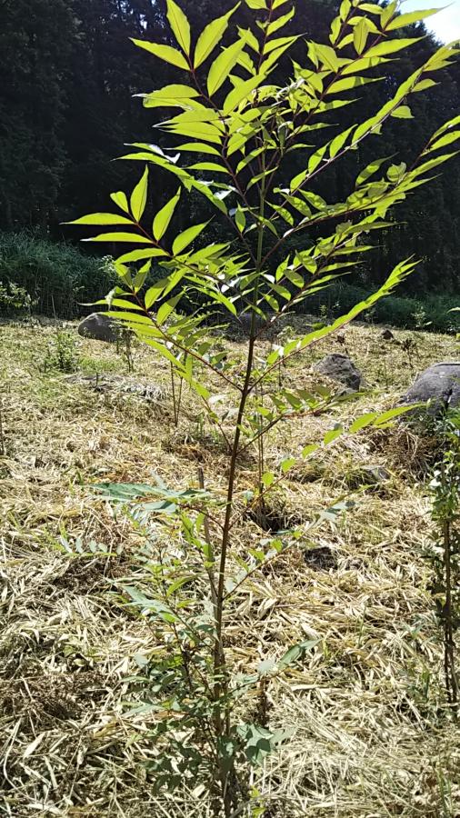 （背丈ほどに成長した苗木）