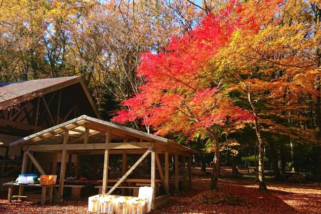 見ごろの紅葉