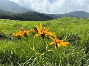 今回の活動で見つけた湿原在来植物「ハンカイソウ」