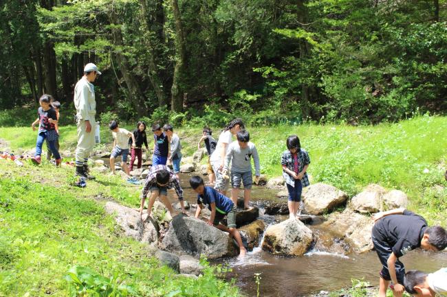 川には蛙の卵や小さな魚がいたよ！ 