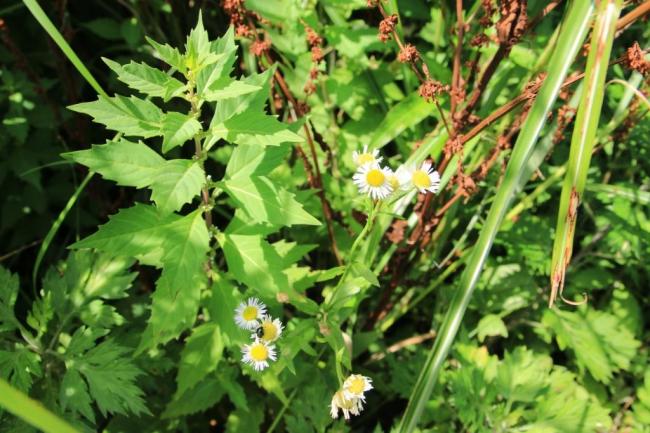 外来種植物「ヒメジョオン」