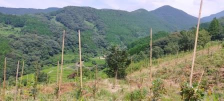 夏の除草後（2022年8月末撮影）