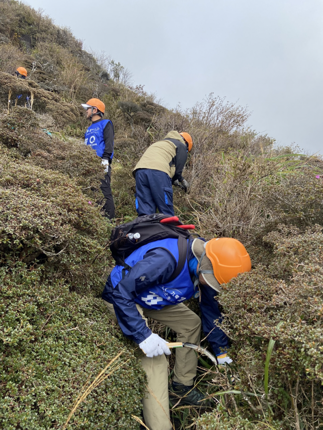 芽かきの作業風景①