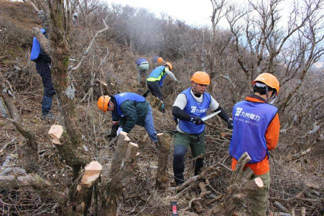 ノリウツギの群落を伐採してます